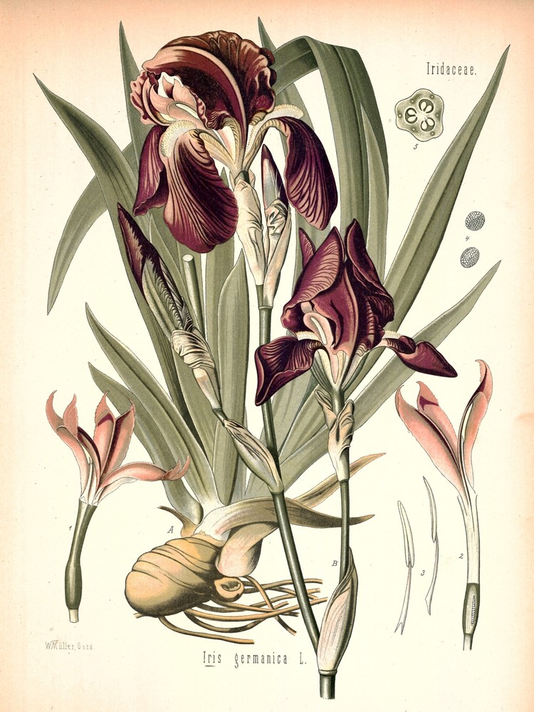 Iris Germanica Decorative Nature Poster. Fine Graphic Art Interior Design. 2577