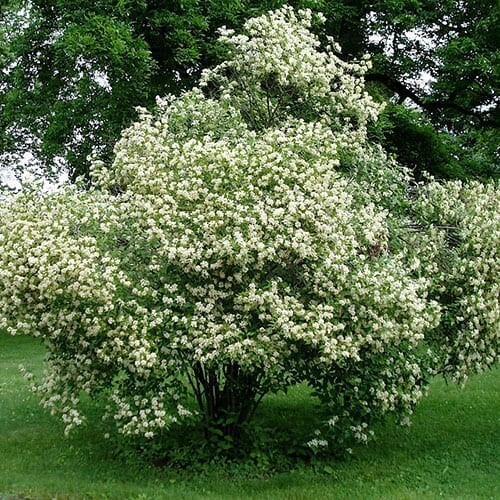 Grey Dogwood Live Shrub Plant in 3-Gallon Pot