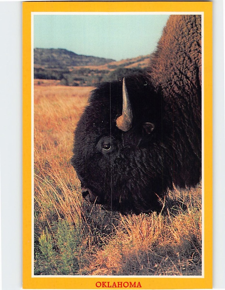 Postcard American Bison Oklahoma USA