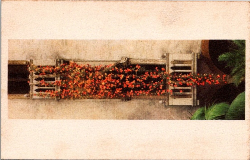 Vintage Postcard Nasturtiums Isabella Stewart Gardner Museum Boston MA DEEPTONE
