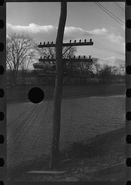 Photo:Hatfield Massachusetts 1936 Connecticut River Flood Telephone Pole