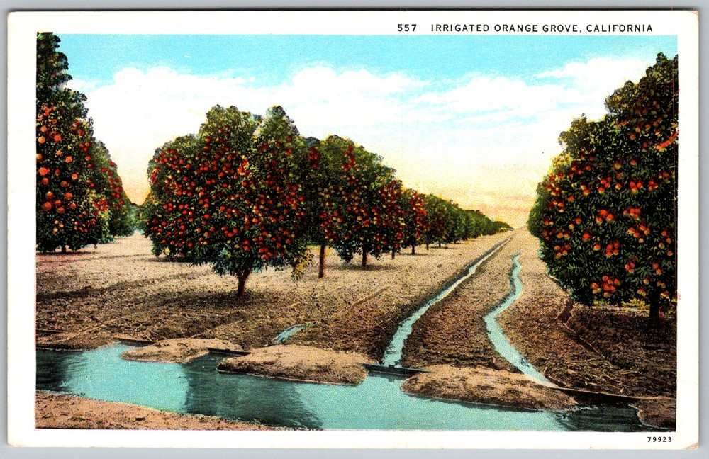 Vtg Postcard Irrigated Orange Grove California, US 1930s
