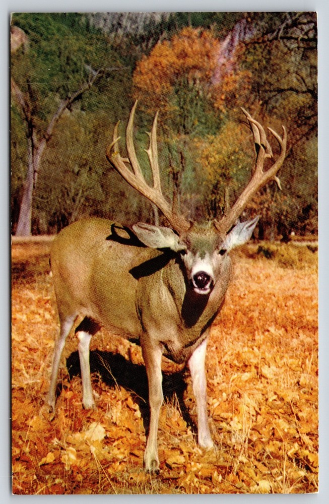 Animal~Mule Deer In Yosemite Park California~Vintage Postcard