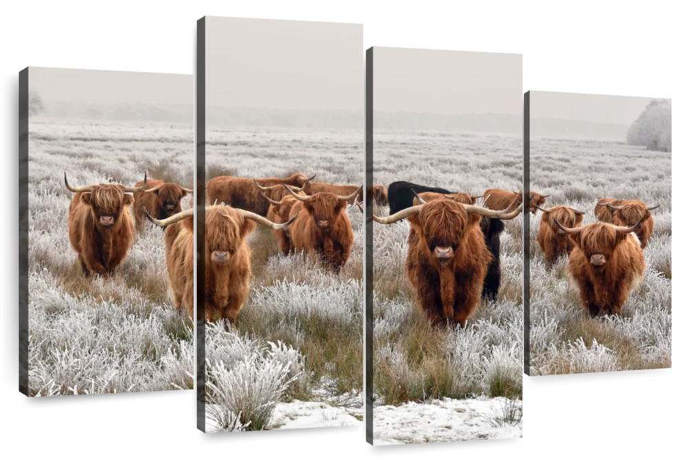 Winter Highland Cows Wall Art