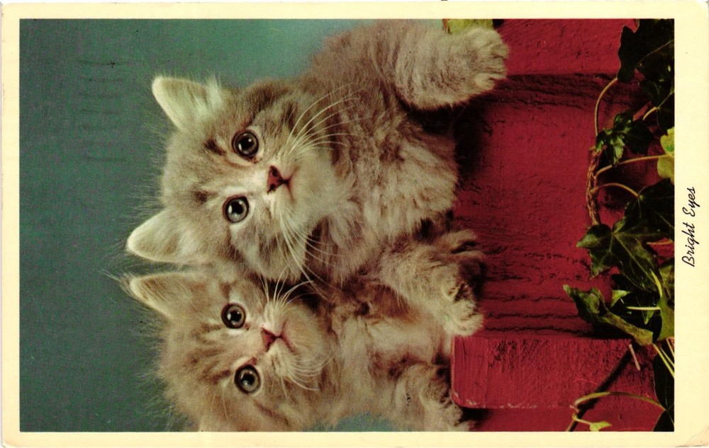Vintage Postcard- Cats' Bright Eyes.