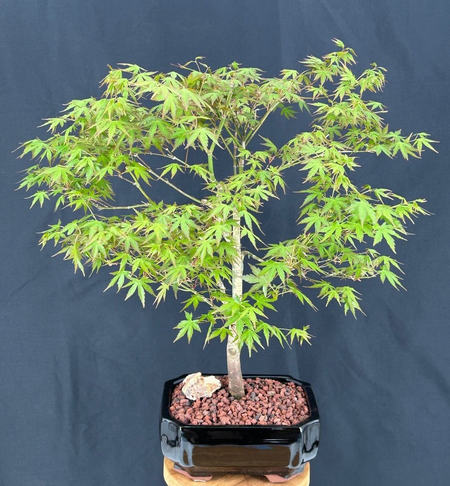 Japanese Green Maple Bonsai Tree 20in Outdoor Acer Palmatum in Ceramic Pot-image