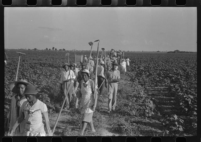 Hopson Plantation Clarksdale Mississippi Delta MS 1940 Cotton Field Workers