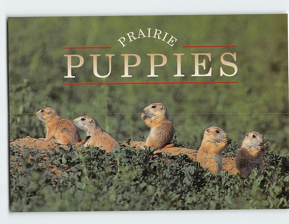 Postcard Prairie Puppies