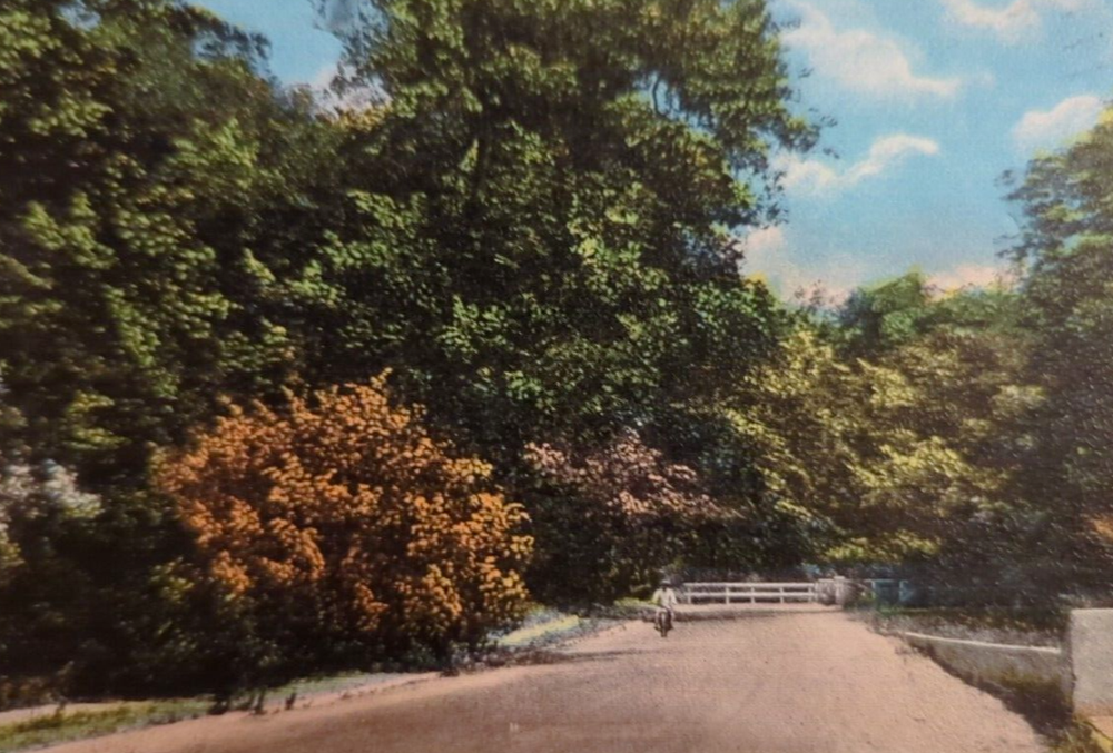 The Live Oaks Santa Monica Canyon Los Angeles County CA VTG Souvenir Postcard