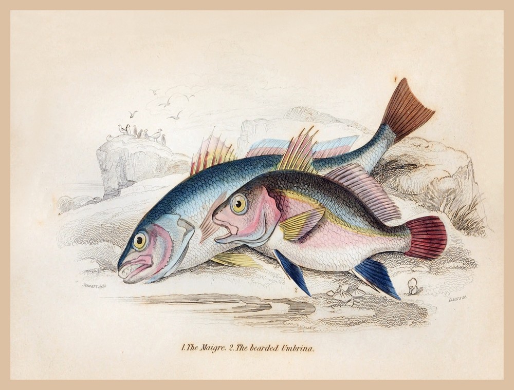 8625.Decoration Poster.Home Room wall art design.Fishing.Maigre Umbrina fish