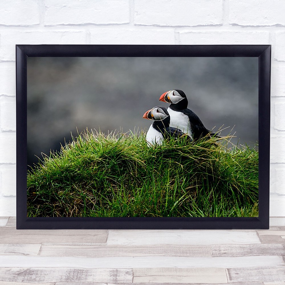 Pumpkin Nature Animal Bird Puffin Couple Nest Love Iceland Puffins Art Print