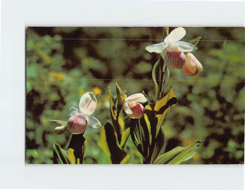 Postcard The Showy Lady's Slipper Minnesota's State Flower