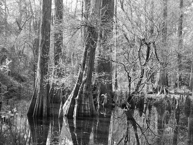 Photo:Swamp,Polk County,Big Thicket National Preserve, Southeast Texas