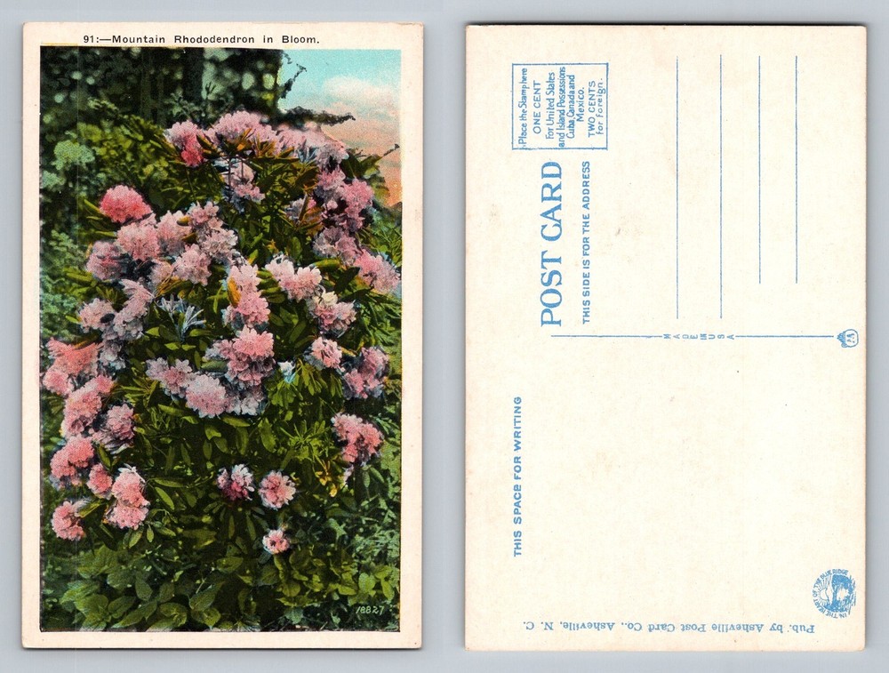 Asheville, NC-North Carolina, Mountain Rhododendron Bloom Vintage Postcard