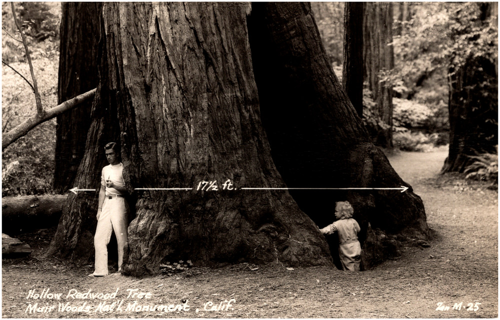 Hollow Redwood Tree Muir Woods National Monument California 1950s RPPC Postcard