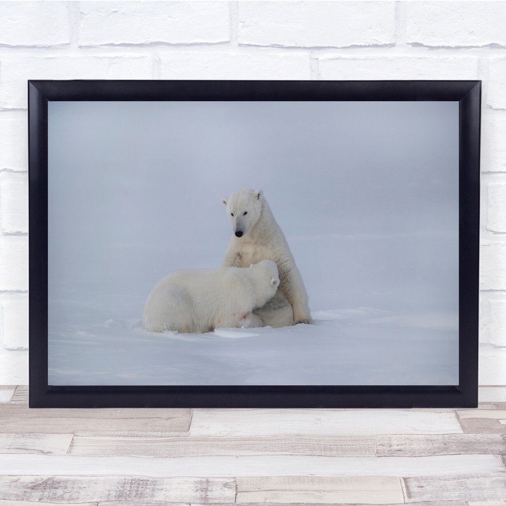 Polar bear Snow North pole Feeding Cold Wall Art Print
