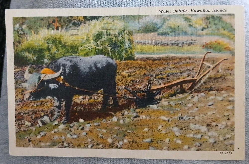 1948 postcard Water Buffalo Plowing Hawaiian Islands