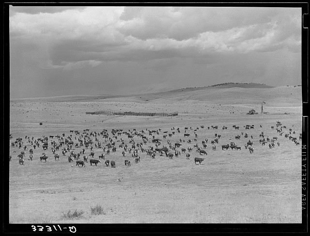 Photo:Marfa Texas 1939 Cattle Roundup Ranch Corral Herd Cowboys