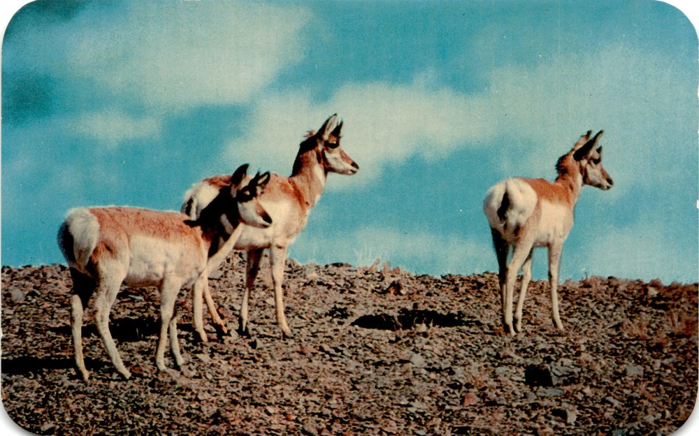 antelope, prairies, Wyoming, Sanborn Souvenir Co., Denver, Colorado Postcard