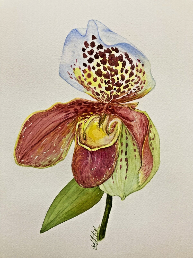 Original Watercolor Painting of Lady Slipper Orchid Flower