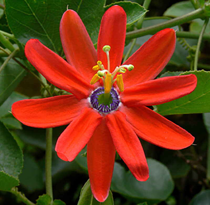 Passiflora manicata, Red Passion, Passion Fruit - 5 Se eds