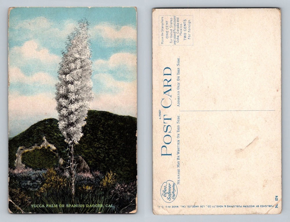 California, CA-California, Yucca Palm Spanish Dagger Bloom Vintage Postcard