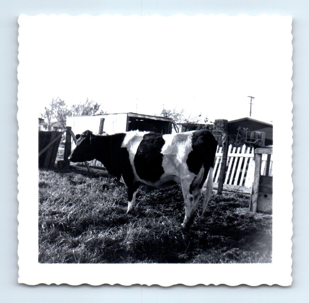 Old Vintage Square Photo CLOSE UP OF COW IN FIELD ANTIQUE SNAPSHOT PICTURE