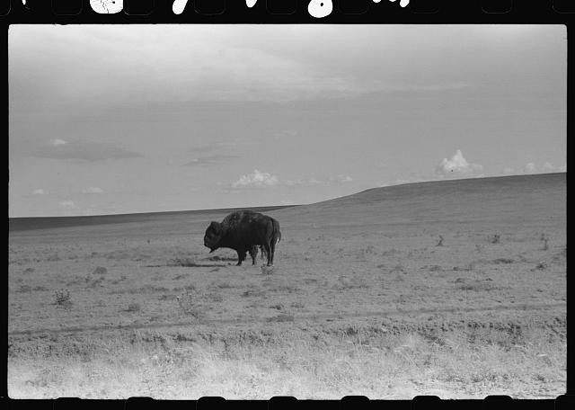 Photo:1930s Bison Buffalo Prairie Plains Photograph Print