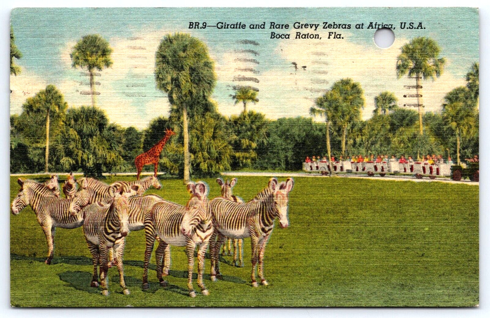 Vintage Old Antique Postcard Giraffe Zebra Animals Jungle Safari Boca Raton Usa