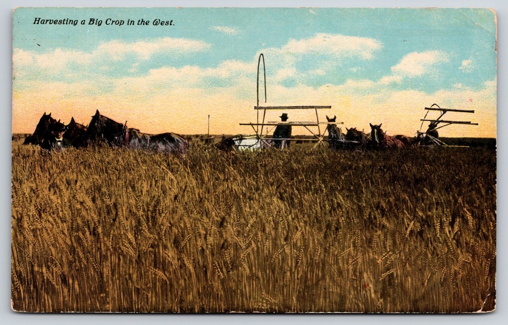 Farm~Carriages Harvesting Wheat In The West~Vintage Postcard