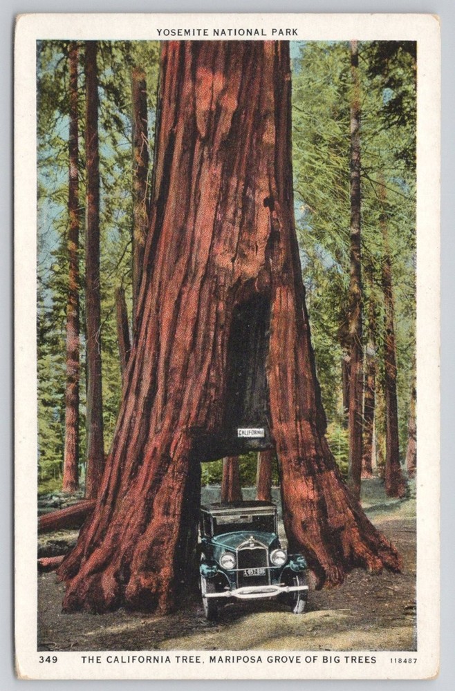 Vintage Yosemite California Tree Mariposa Grove Giant Sequoia Car Postcard