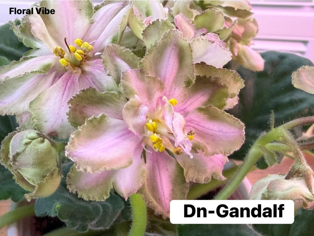 African violet Dn-Gandalf 2 leaves