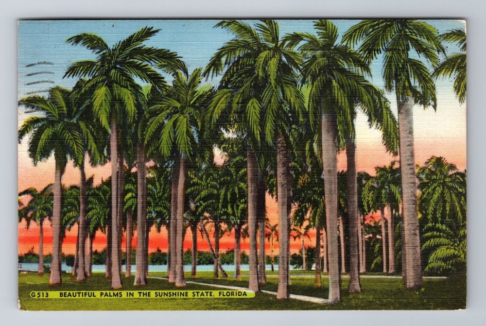 FL-Florida, Beautiful Palms in the Sunshine State, Antique Vintage Postcard