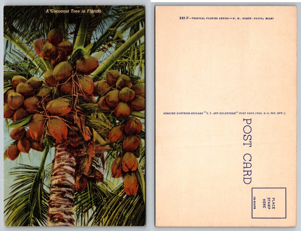 Vintage Florida Coconut Palm Tree Postcard - Curteich C.T. Art-Colortone Miami