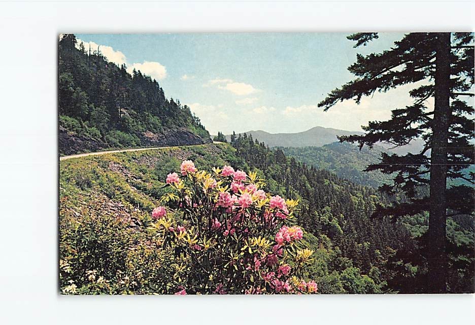 Postcard Potato Knob Blue Ridge Parkway North Carolina USA