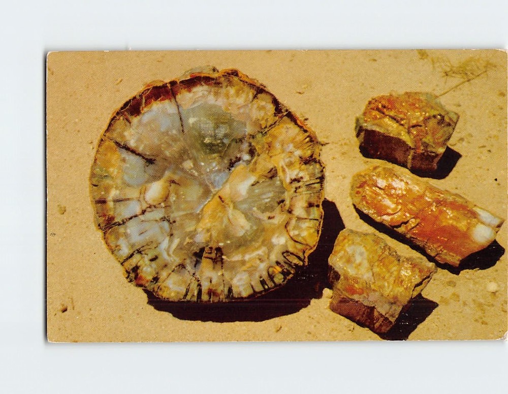 Postcard Petrified Log Cross Section and Chips Petrified Forest Arizona USA