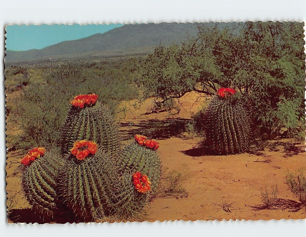 Postcard Barrel Cactus on the Desert