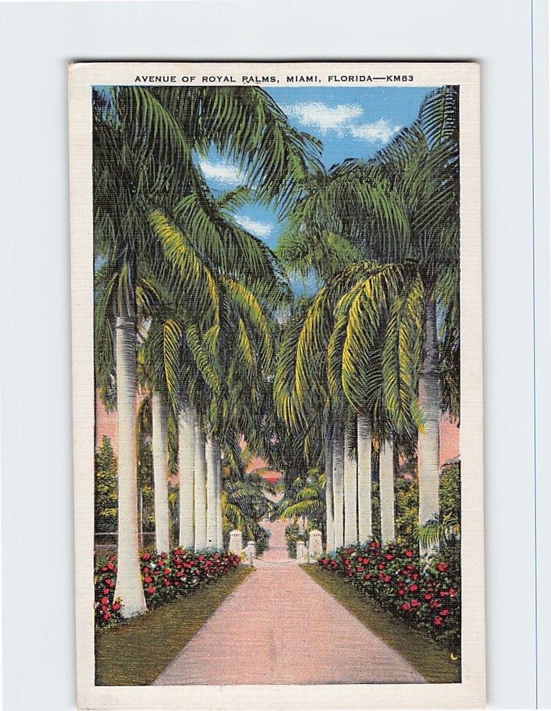 Postcard Avenue of Royal Palms Miami Florida USA