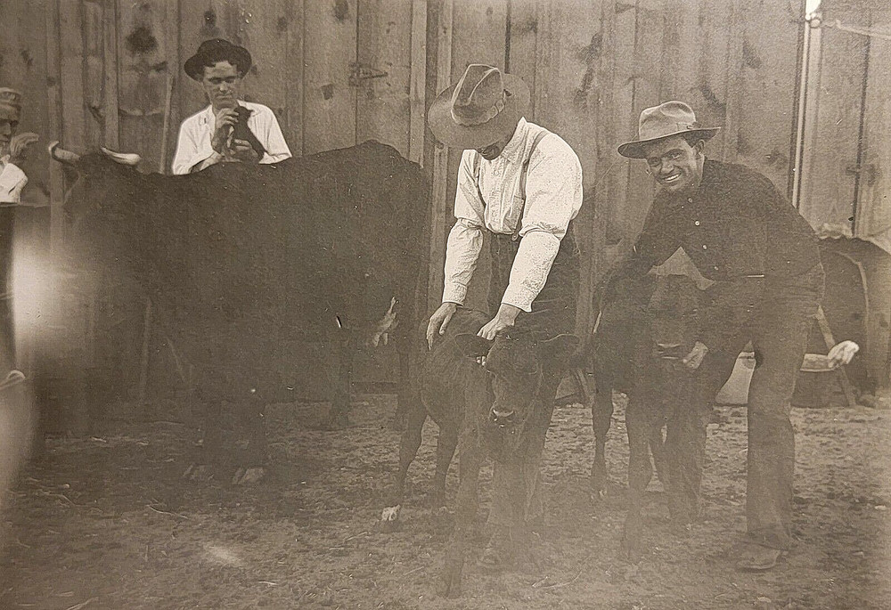 Vintage Photo Old Antique Cabinet Picture Farm Cow Calf Bull Animal Men Work Hat