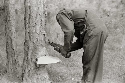 Photo:Chipping turpentine,Near Pembroke,Georgia,GA,Bryan County,FSA,1941
