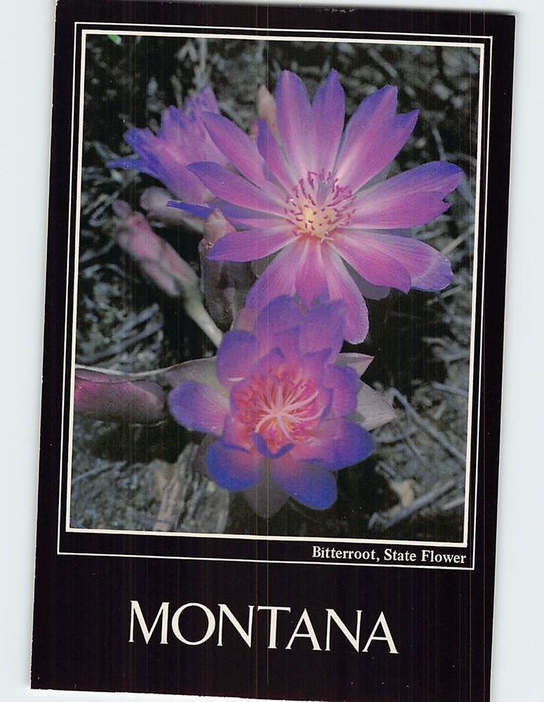 Postcard Bitterroot State Flower of Montana USA