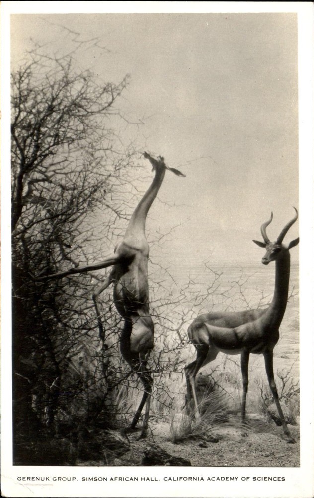 Gerenuk Group ~ Simson African Hall ~ California Academy of Sciences RPPC-image
