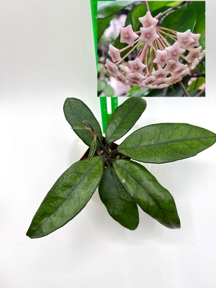 Hoya sp. Singapore Well Rooted Established Plant