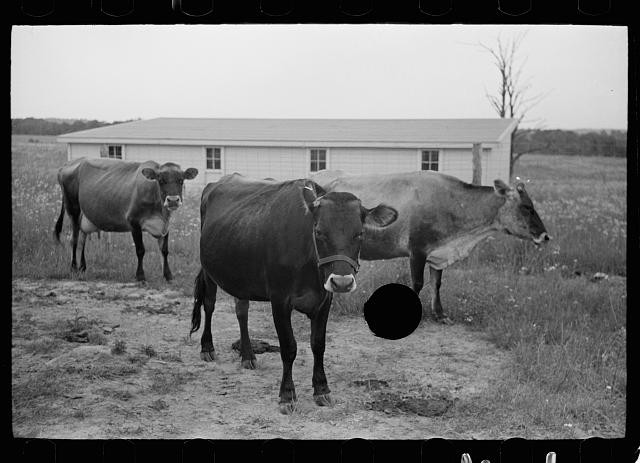 Photo:1930s Farm Cows Dairy Barn Rural Landscape