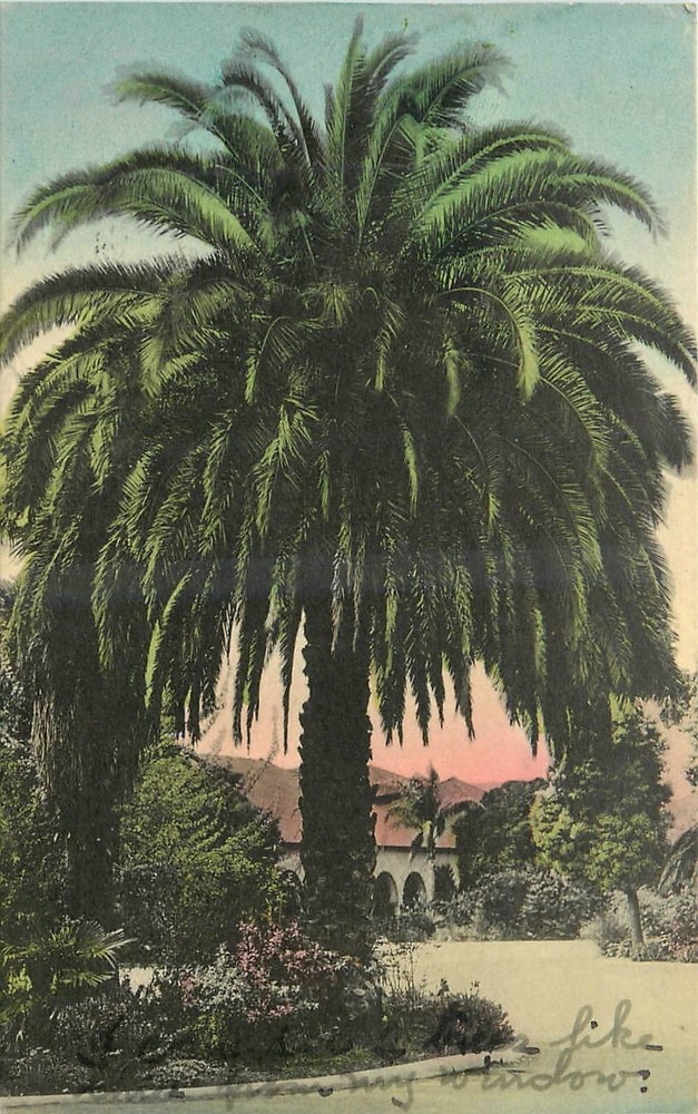 1941 California Palm hand colored Sunny Scenes Postcard 26-3718