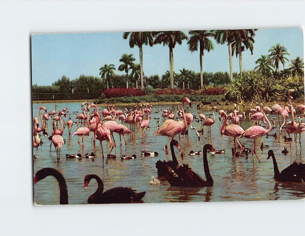 Postcard Flamingos And Swans On The Infield Lake At Hialeah Race Course FL USA