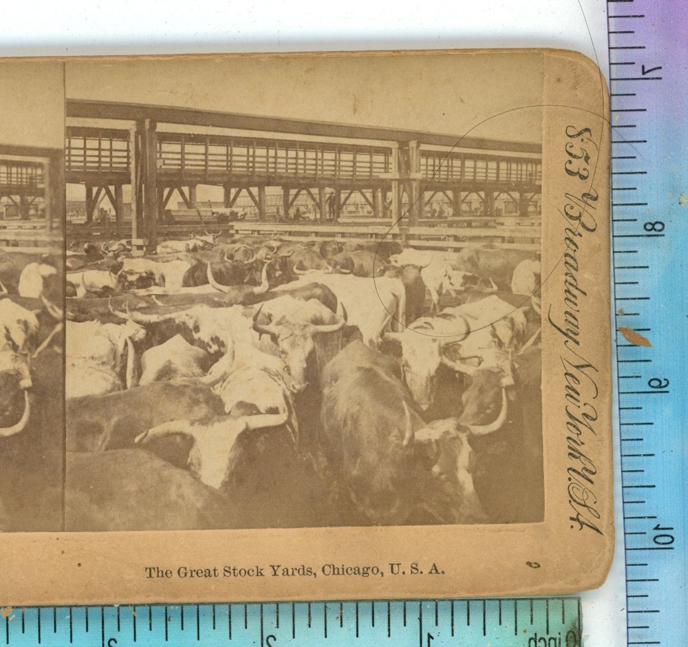 Great Stock Yards Cattle Chicago IL American Stereoview