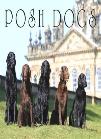 Posh Dogs By Pimpernel Press
