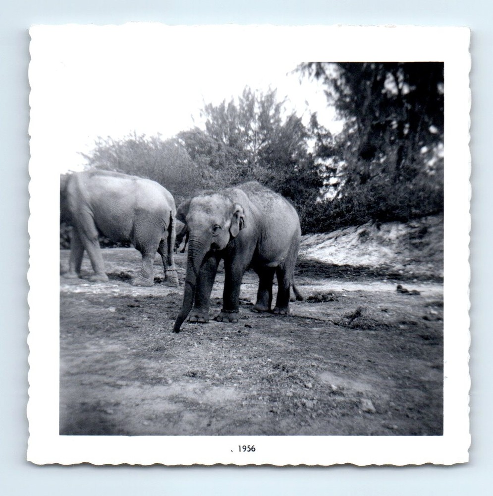 Old Vintage Square Photo ELEPHANT ZOO EXHIBIT 1956 ANTIQUE SNAPSHOT PICTURE
