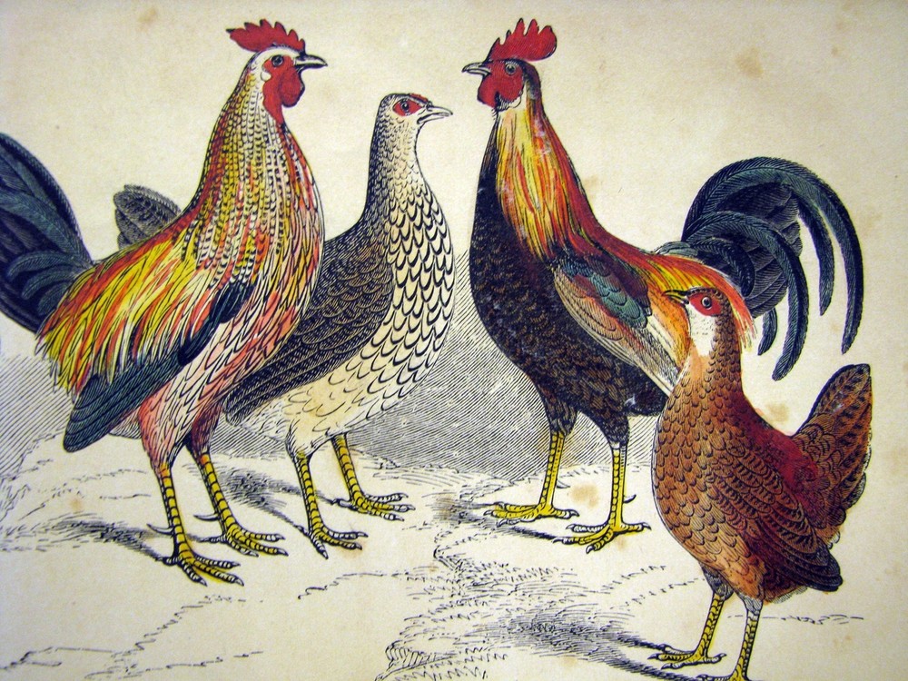 Chicken Rooster Fowl Hen Decorative Poster.Office Room Interior art Design.2443